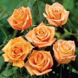 roza-wielkokwiatowa-pomaranczowa-sadzonka-zdrowa-ladna-pachnaca-roza