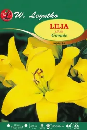 lilia-azjatycka-gironde-zolta-sadzonki-1szt-bulwa-sadzonka-pachnaca