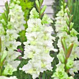 gladiolus-mieczyk-gydan-bialy-mieczyki-cebulki-cebule-5-szt