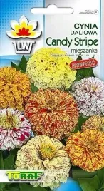 cynia-daliowa-candy-stripe-mieszanka-nasiona-toraf