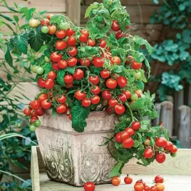 pomidor-koktajlowy-vilma-idealny-do-donic-05-g-na-balkony-600-z-krzaka