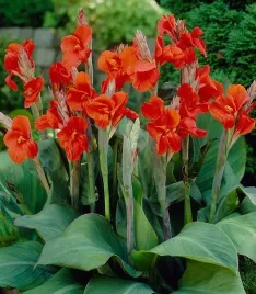 canna-paciorecznik-president-czerwony-1szt-w220