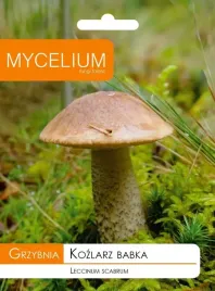 grzybnia-kozlarz-babka-grzyby-lesne-w-ogrodzie