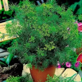 koper-ogrodowy-goliat-5g-odporny-na-susze-na-zbior-peczkowy