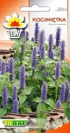 kocimietka-odstrasza-komary-nasiona-kwiatow-rosliny-ozdobne