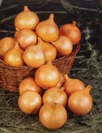 cebula-dymka-zimujaca-jesienna-radar-500g-idealna-na-szczypiorek