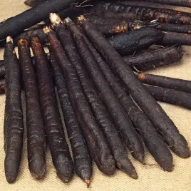 skorzonera-duplex-czarny-szparag-bardzo-smaczny-nasiona-warzyw