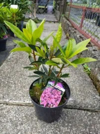 rododendron-rozanecznik-duza-sadonka-roz-sadzonka-ladna-zdrowa