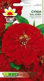 cynia-daliowa-czerwona-aksamitne-kwiaty-1g-80cm-na-wyzsze-rabaty-toraf