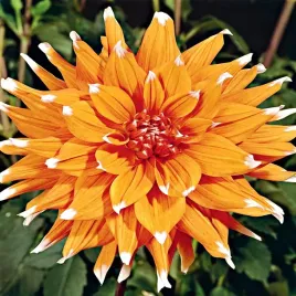 dalia-kaktusowa-color-spectacle-orange-1szt-klacze-pomranczowa-dalie