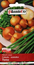 cebula-szalotka-toto-nasiona-1g-wczesna-plenna-bialo-kremowa-szczypior