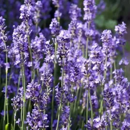lawenda-waskolistna-fioletowa-hidcote-1-szt-966p