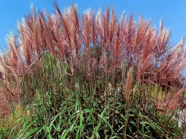 miskant-chinski-maleparthus-trawa-1-szt-w451