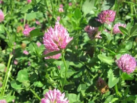 koniczyna-lakowa-czerwona-na-laki-miododajna-05kg-nasiona