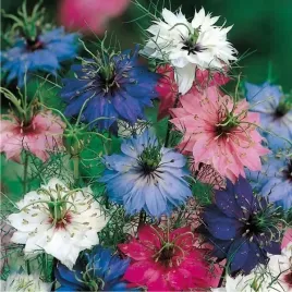 czarnuszka-czarny-kmin-miododajne-kwiat-nasiona-1g