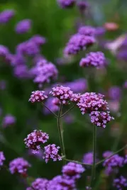 werbena-patagonska-przyciaga-pszczoly-sadzonka-xxl