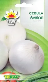 cebula-avalon-biala-nasiona-toraf-delikatny-slodkawy-smak-wczesna