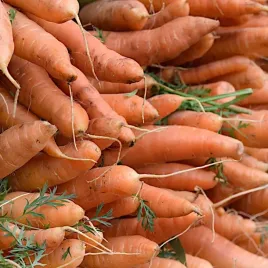 marchew-pastewna-krystyna-czerwona-500g