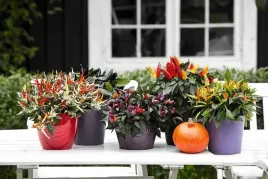 papryka-ozdobna-02g-papryczki-nasiona-mix-odmian-kolorow