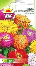 cynia-chryzantemowa-mix-kolorow