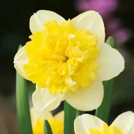 narcyz-pelny-full-house-5-szt-narcyzy-pachnacy-bialo-zolty-cebulki-kwiatowe