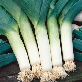 por-pozny-tango-na-zbior-peczkowy-pozny-nasiona-groby-miesisty