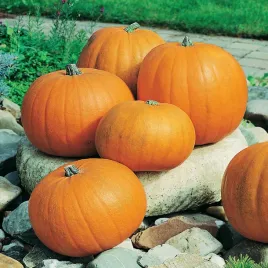 dynia-olbrzymia-bambino-nasiona-warzyw-dyni-plenna