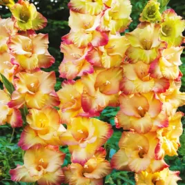 gladiolus-mieczyk-shooter-zolto-rozowy-mieczyki-cebulki-cebule-5szt