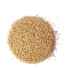 gorczyca-biala-na-poplon-nasiona-polskie-250g-nawoz-uzyznia-glebe-na-wiosne