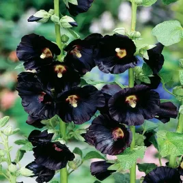 alcea-malwa-czarna-bulwa-klacze-sadzonka-piekna-malwy-1szt