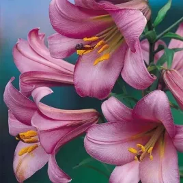 lilia-trabkowa-pink-perfection-1-ceb-bulwa-sadzonka-fioletowa-cebule