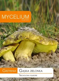 grzybnia-gaska-zielonka-grzyby-lesne-w-ogrodzie