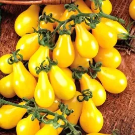 pomidor-koktajlowy-perun-gruszka-zolty-idealna-do-skrzynek-i-balkowy-plenna