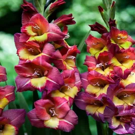 gladiolus-mieczyk-dynamite-fioletowo-zolty-mieczyki-cebulki-cebule-5-szt