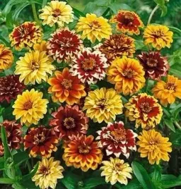 cynia-meksykanska-05-g-bajeczne-kolory