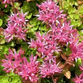 sedum-spurium-rozchodnik-kaukaski-1-bulwa-klacze-wyprzedaz