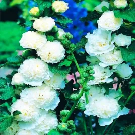 alcea-malwa-biala-sadzonka-malwy-1szt-bulwa-klacze-xl