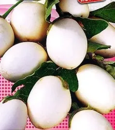 oberzyna-golden-eggs-doniczkowa-nasiona-nasiona