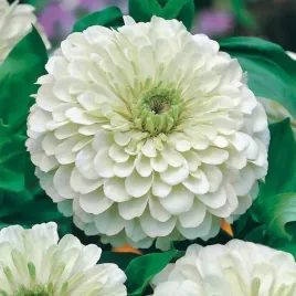 cynia-wytworna-daliowa-1-g-polar-bear-biala