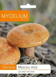 grzybnia-mleczaj-rydz-grzyby-w-ogrodzie-rydze