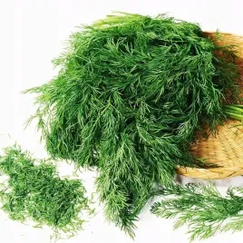 koper-ogrodowy-moravan-wielokrotny-zbior-5g-aromatyczny-odrastajacy