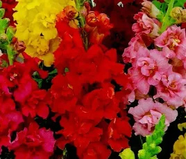 lwia-paszcza-o-kwiatach-trabkowych-mix-kolrow