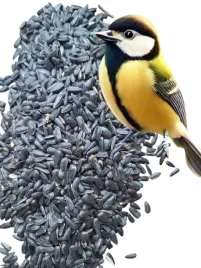 czarny-slonecznik-1kg-pokarm-dla-papug-karma-do-karmnika-ziarno-kula-poplon
