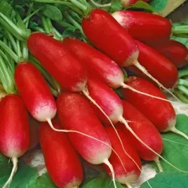 rzodkiewka-opolanka-wczesna-podluzna-nasiona-wyborny-smak-10g