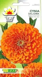 cynia-daliowa-pomaranczowa-1g-nasiona