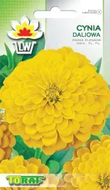 cynia-daliowa-zolta-nasiona-kwiatow-1g-toraf-80cm-na-wyzsze-rabaty-kwiaty