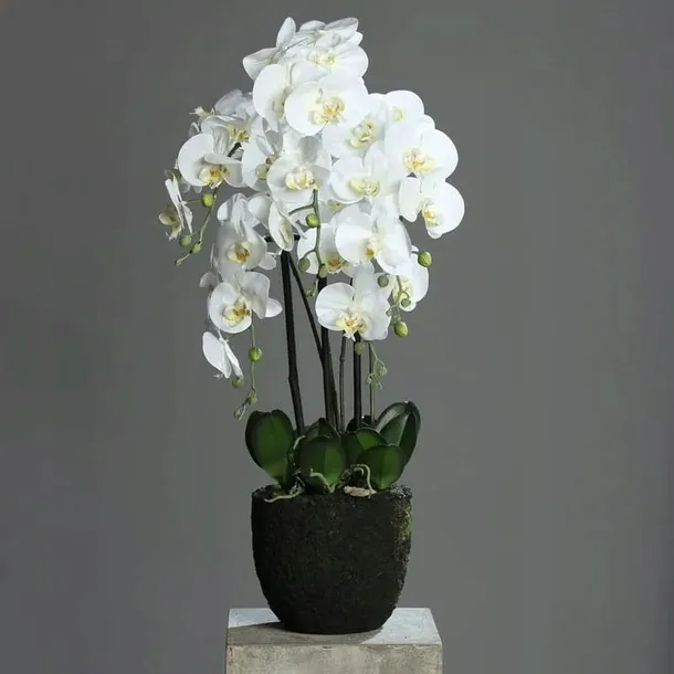 podloze-do-storczykow-ziemia-orchidea-substral-3l-kod-producenta-5907487101310