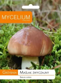 grzybnia-maslak-zwyczajny-grzyby-lesne-w-ogrodzie