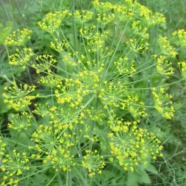 koper-ogrodowy-bouquet-uprawa-w-doniczkach