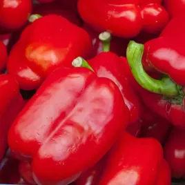 papryka-slodka-czerwona-trapez-0-5g-wczesna-plenna-wczesna-nasiona